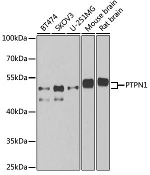 PTPN1 Rabbit pAb