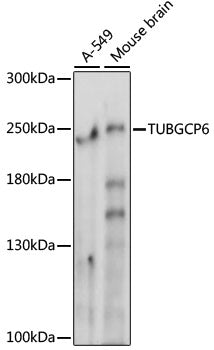 TUBGCP6 Rabbit pAb