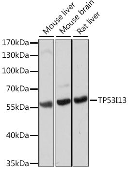 TP53I13 Rabbit pAb