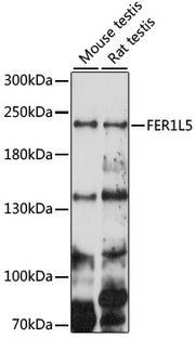 FER1L5 Rabbit pAb