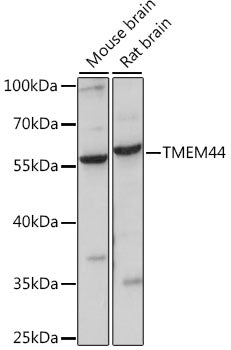 TMEM44 Rabbit pAb