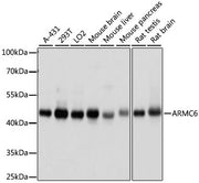 ARMC6 Rabbit pAb