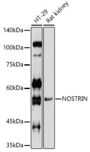 NOSTRIN Rabbit pAb