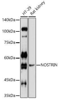 NOSTRIN Rabbit pAb