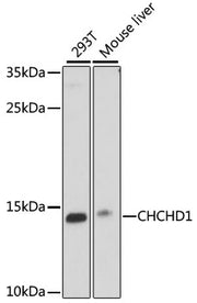 CHCHD1 Rabbit pAb