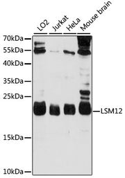 LSM12 Rabbit pAb