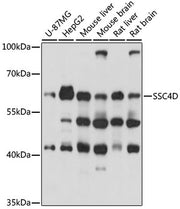 SSC4D Rabbit pAb