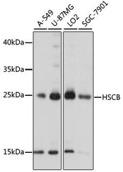 HSCB Rabbit pAb
