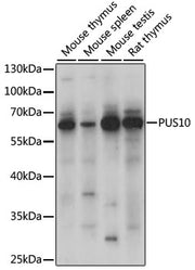 PUS10 Rabbit pAb