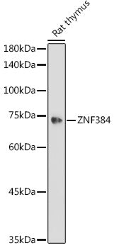 ZNF384 Rabbit pAb