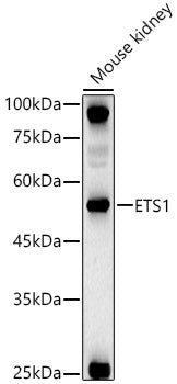 ETS1 Rabbit pAb