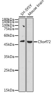 C9orf72 Rabbit pAb