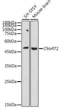 C9orf72 Rabbit pAb