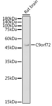 C9orf72 Rabbit pAb