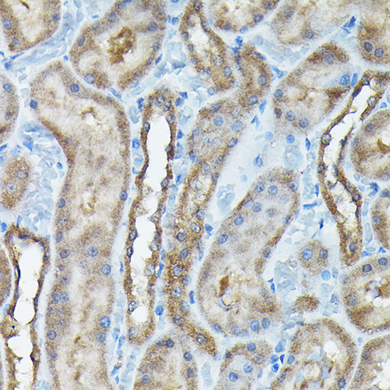 C9orf72 Rabbit pAb