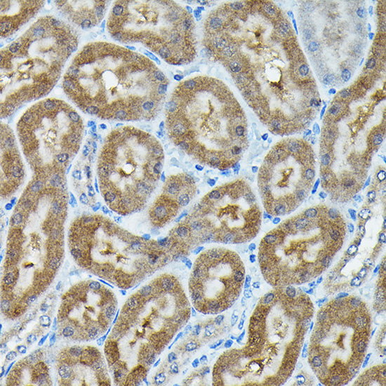 C9orf72 Rabbit pAb