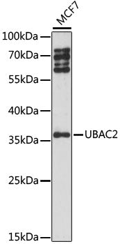 UBAC2 Rabbit pAb