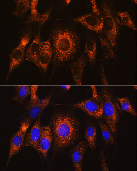 UBAC2 Rabbit pAb