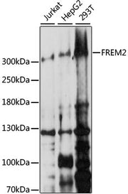 FREM2 Rabbit pAb