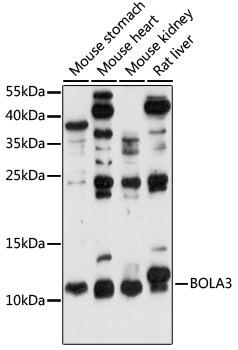 BOLA3 Rabbit pAb