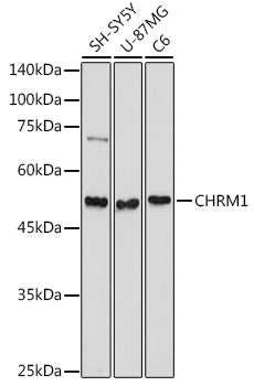 CHRM1 Rabbit pAb