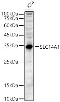 SLC14A1 Rabbit pAb