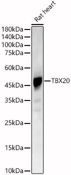 TBX20 Rabbit pAb
