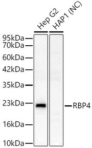 RBP4 Rabbit pAb