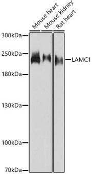 LAMC1 Rabbit pAb