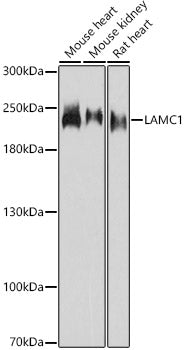 LAMC1 Rabbit pAb