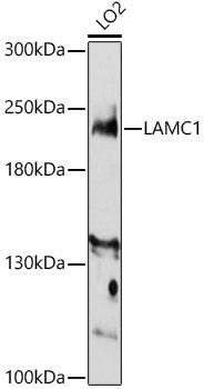 LAMC1 Rabbit pAb