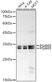 PGAM5 Rabbit pAb