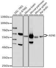 ASNS Rabbit pAb