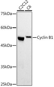 Cyclin B1 Rabbit pAb