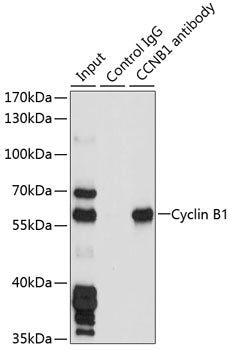 Cyclin B1 Rabbit pAb