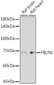 FBLN1 Rabbit pAb