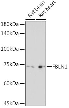 FBLN1 Rabbit pAb