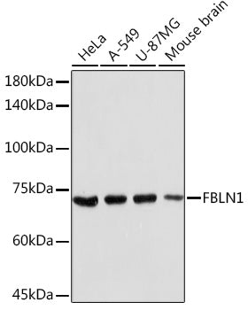 FBLN1 Rabbit pAb