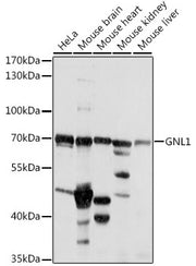 GNL1 Rabbit pAb