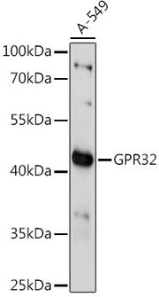 GPR32 Rabbit pAb