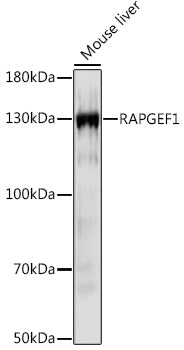 RAPGEF1 Rabbit pAb