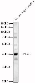 HNF4G Rabbit pAb