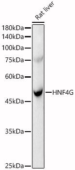 HNF4G Rabbit pAb