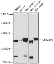 IGHMBP2 Rabbit pAb