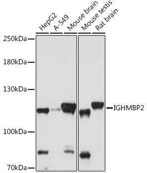 IGHMBP2 Rabbit pAb