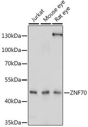 ZNF70 Rabbit pAb