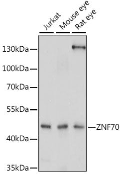 ZNF70 Rabbit pAb