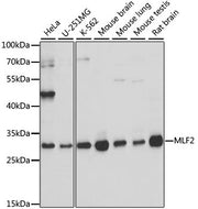 MLF2 Rabbit pAb