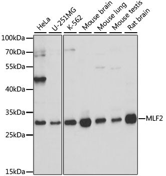 MLF2 Rabbit pAb