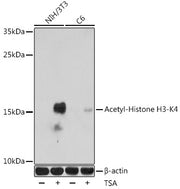 Acetyl-Histone H3-K4 Rabbit pAb
